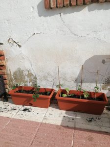 NUESTRO MINI HUERTO