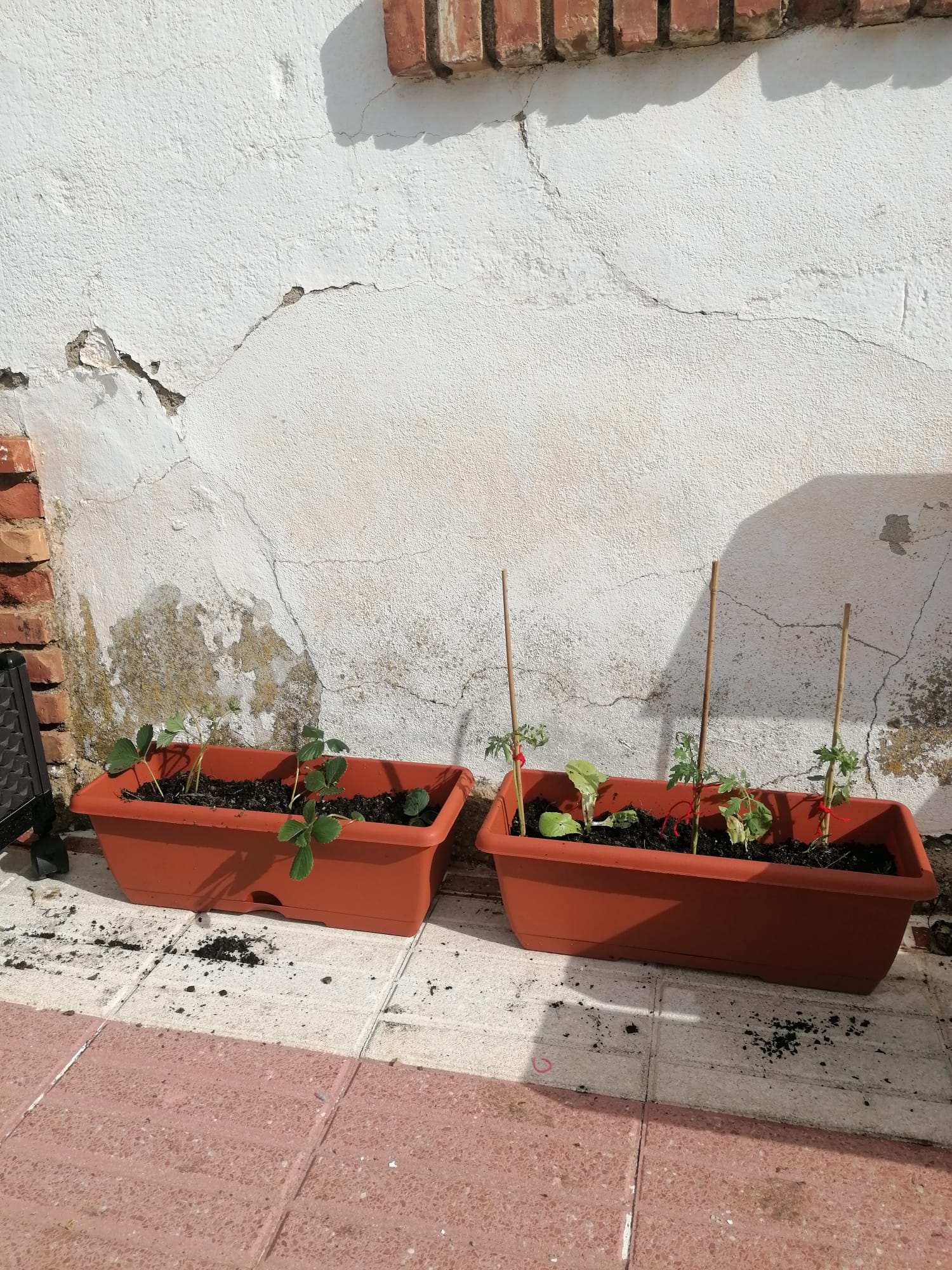 NUESTRO MINI HUERTO